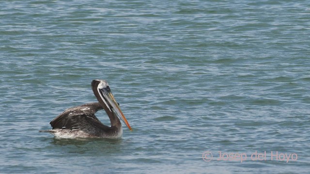 Peruvian Pelican - ML608320356