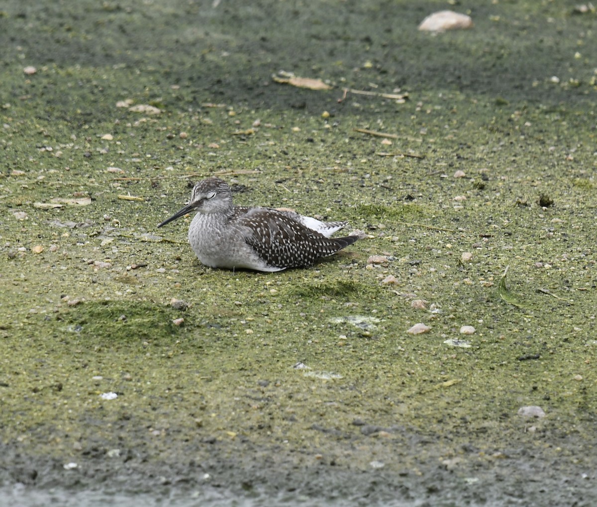 Lesser Yellowlegs - ML608320403