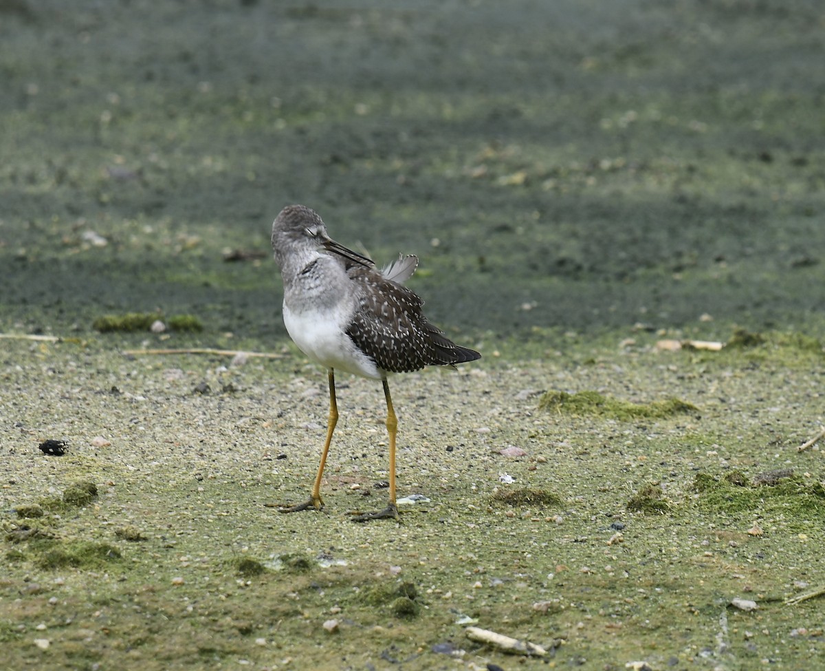 Lesser Yellowlegs - ML608320404