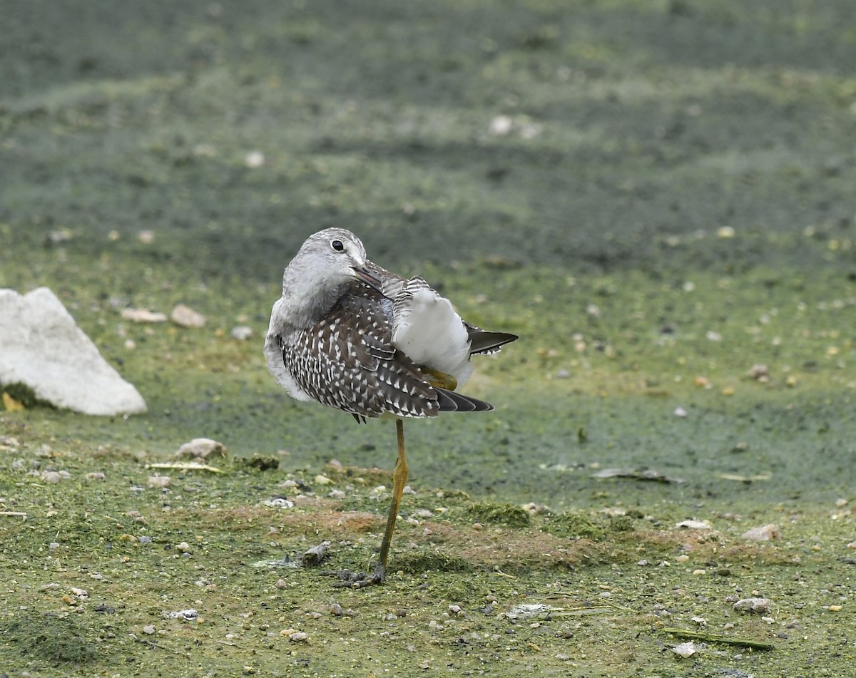 Lesser Yellowlegs - ML608320406