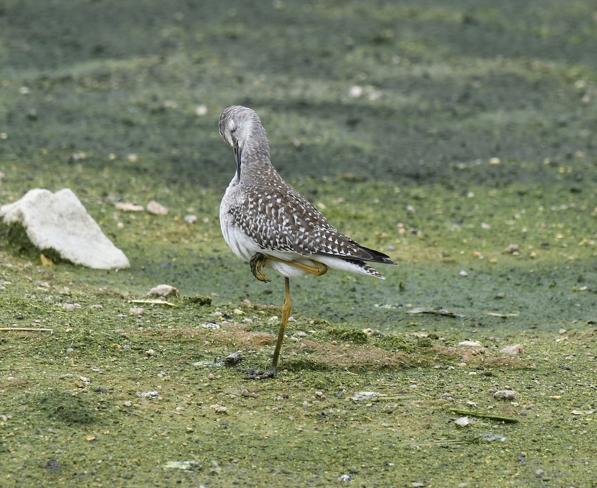 Lesser Yellowlegs - ML608320407