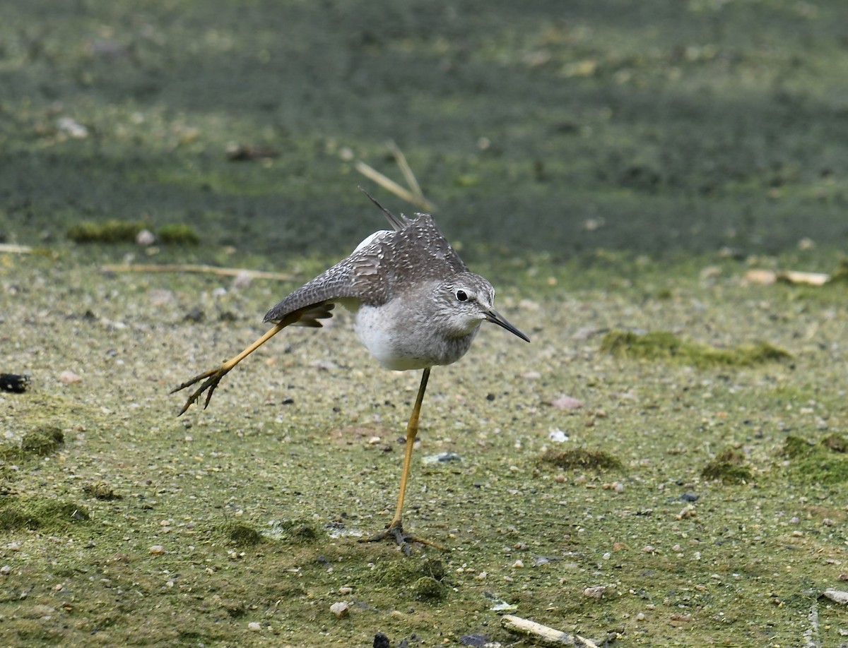 Lesser Yellowlegs - ML608320408