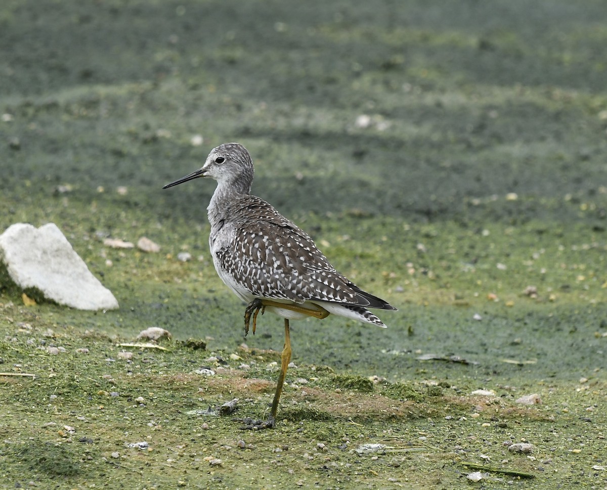 Lesser Yellowlegs - ML608320409