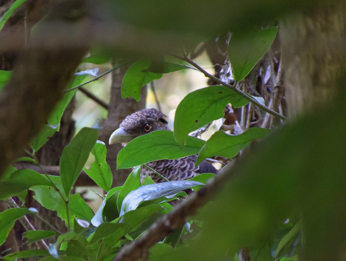 Rufous-vented Ground-Cuckoo - Henrique  Junior