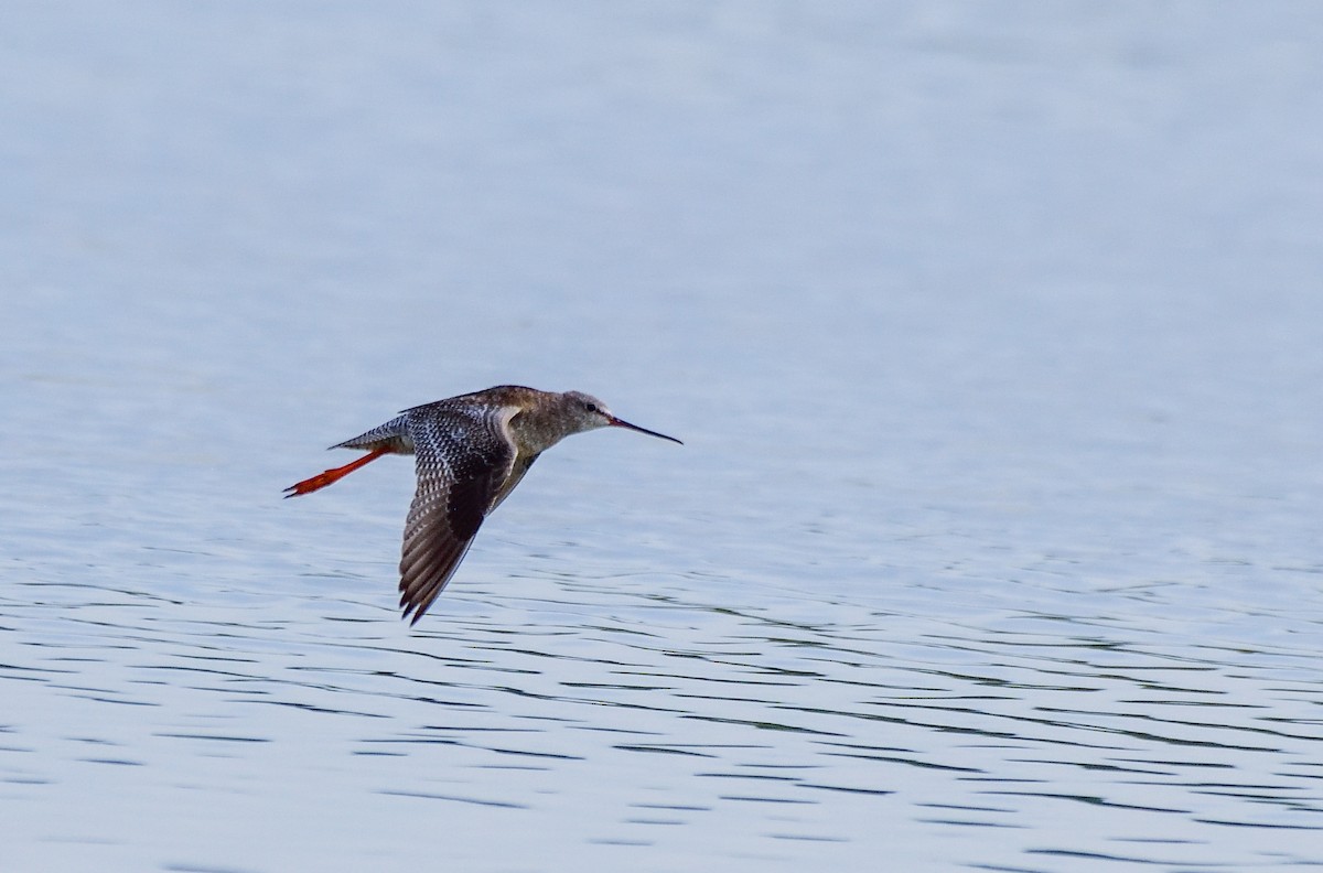 Spotted Redshank - ML608320570