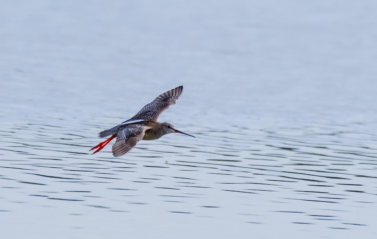 Spotted Redshank - ML608320571