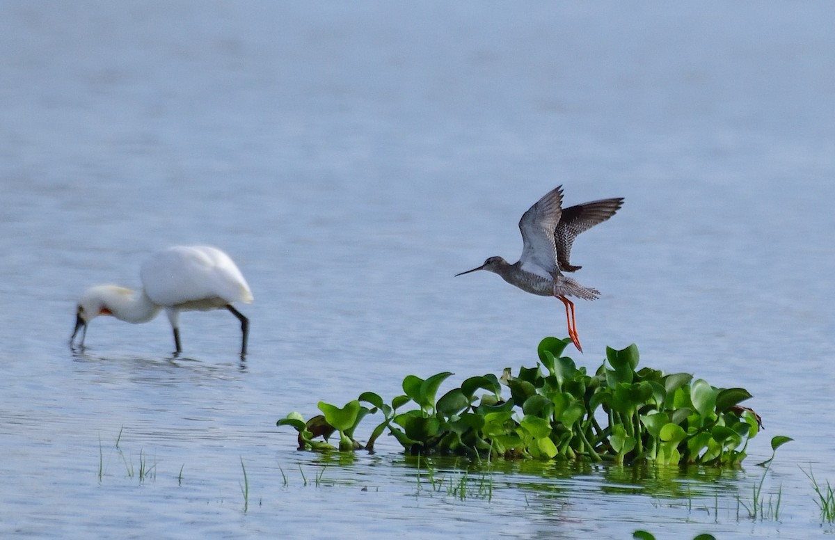 Spotted Redshank - ML608320572