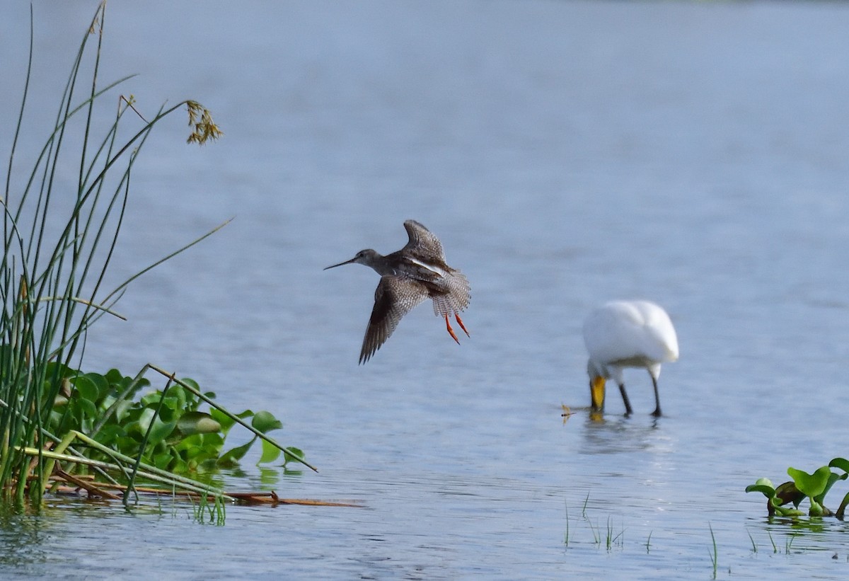 Spotted Redshank - ML608320573