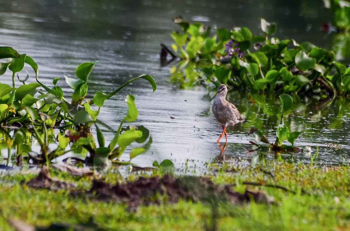 Spotted Redshank - ML608320576