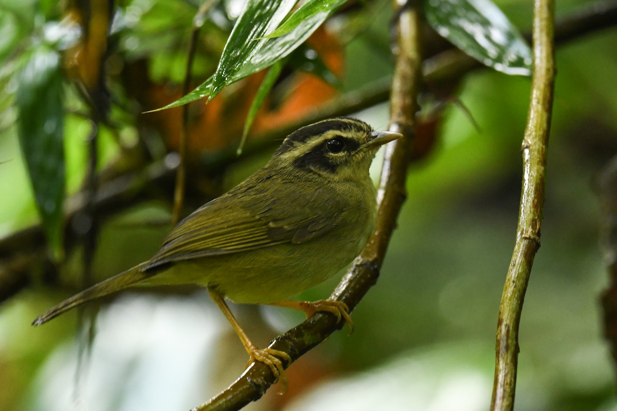 Three-striped Warbler - ML608320593