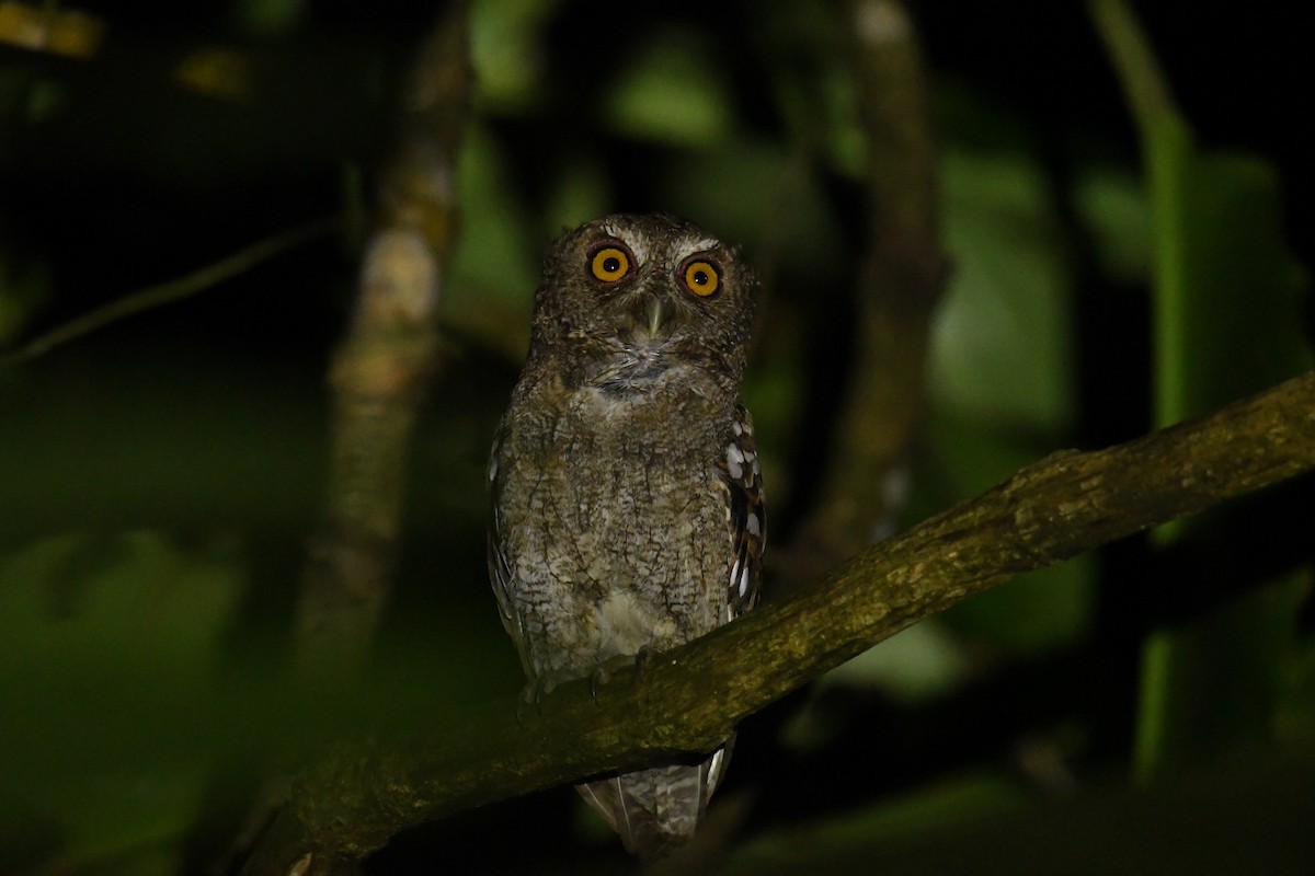 Choco Screech-Owl - ML608320791