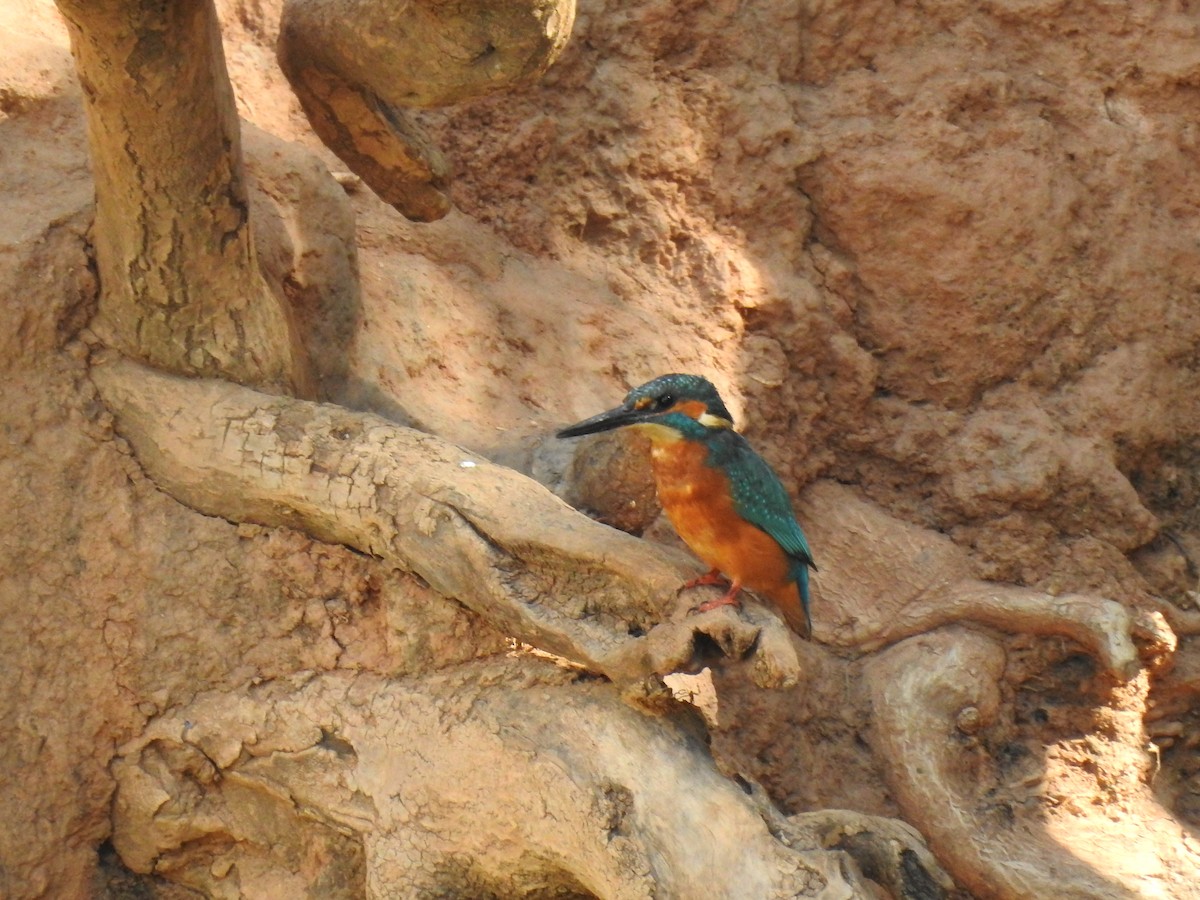 Common Kingfisher - Nelson Conceição