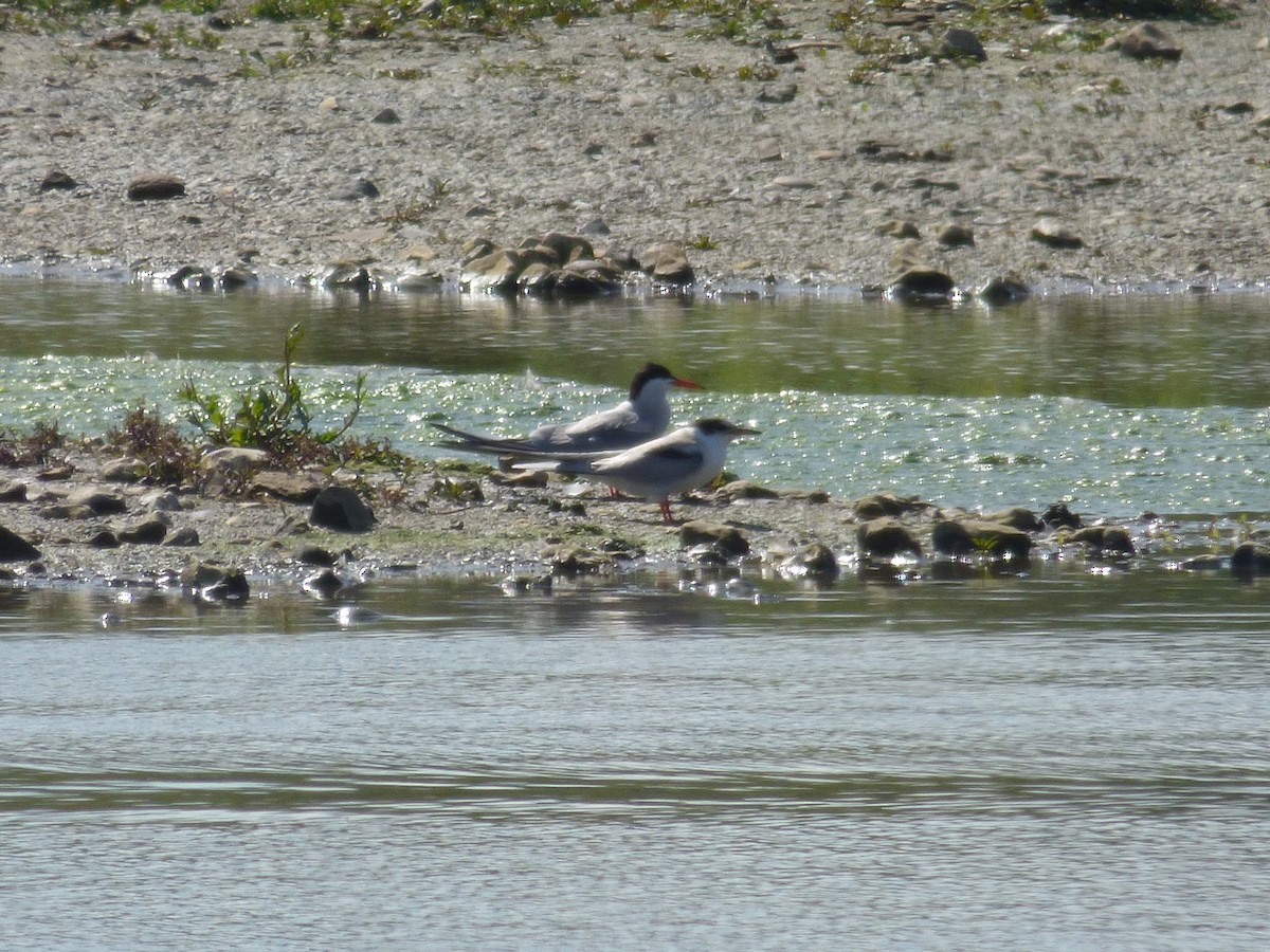 Common Tern - Zach Pannifer