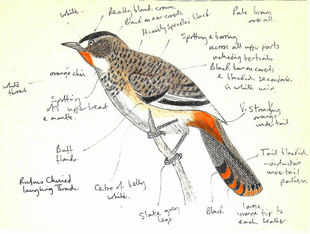 Rufous-chinned Laughingthrush - ML608320951