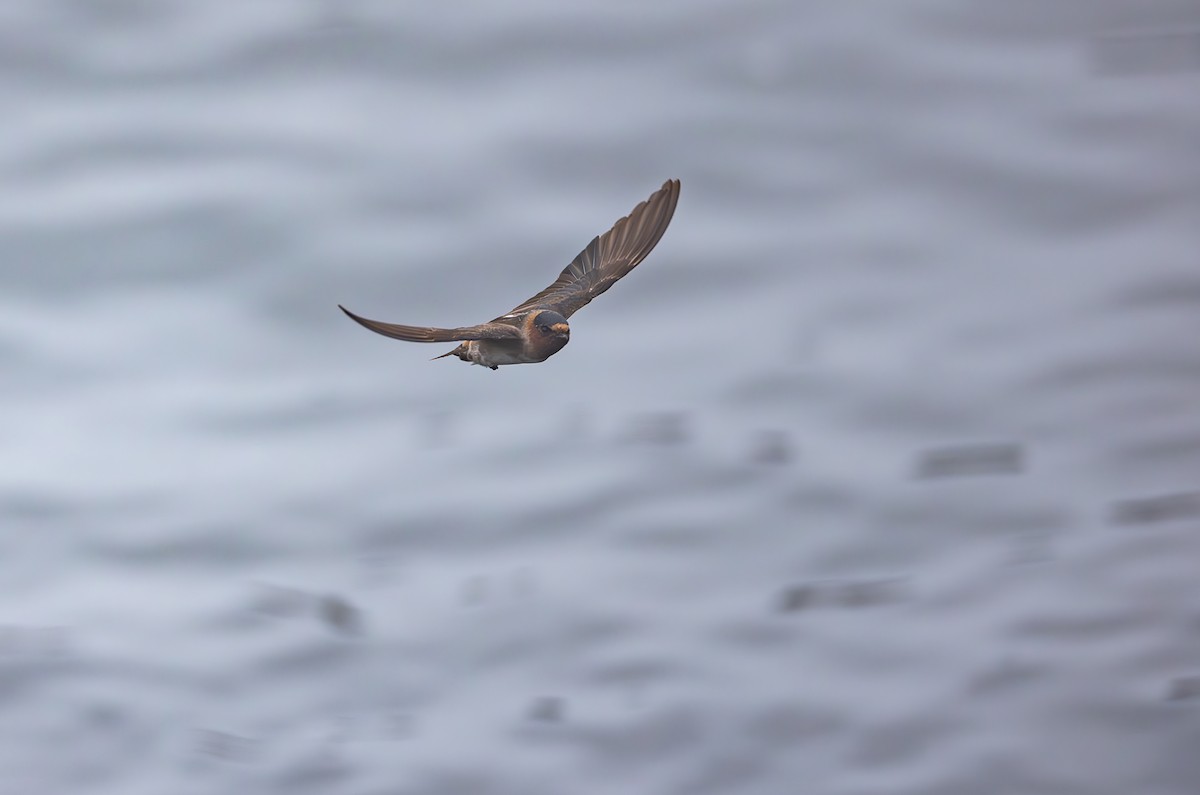 Cliff Swallow - ML608321098