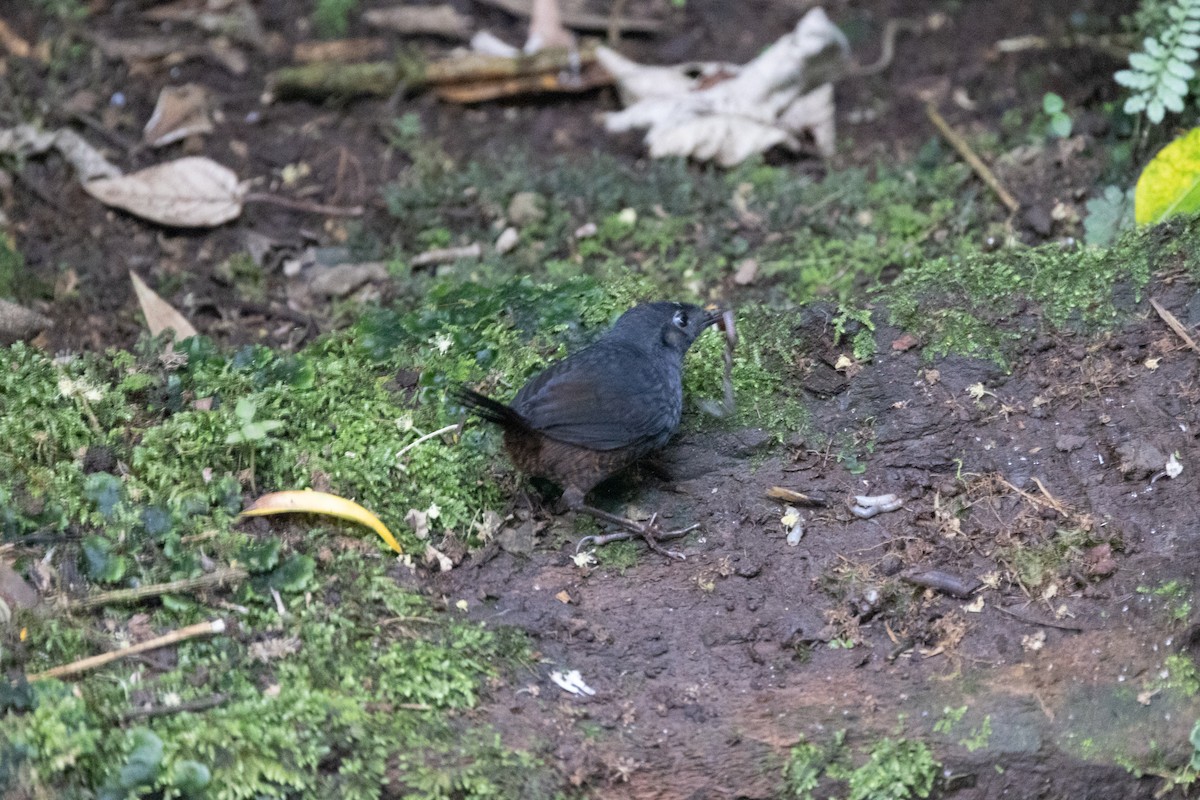 White-crowned Tapaculo - Neil Broekhuizen