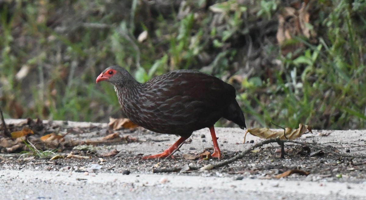 Handsome Spurfowl - ML608321188