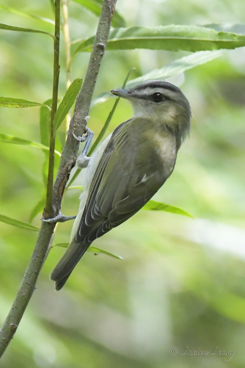 Red-eyed Vireo - Lucien Lemay