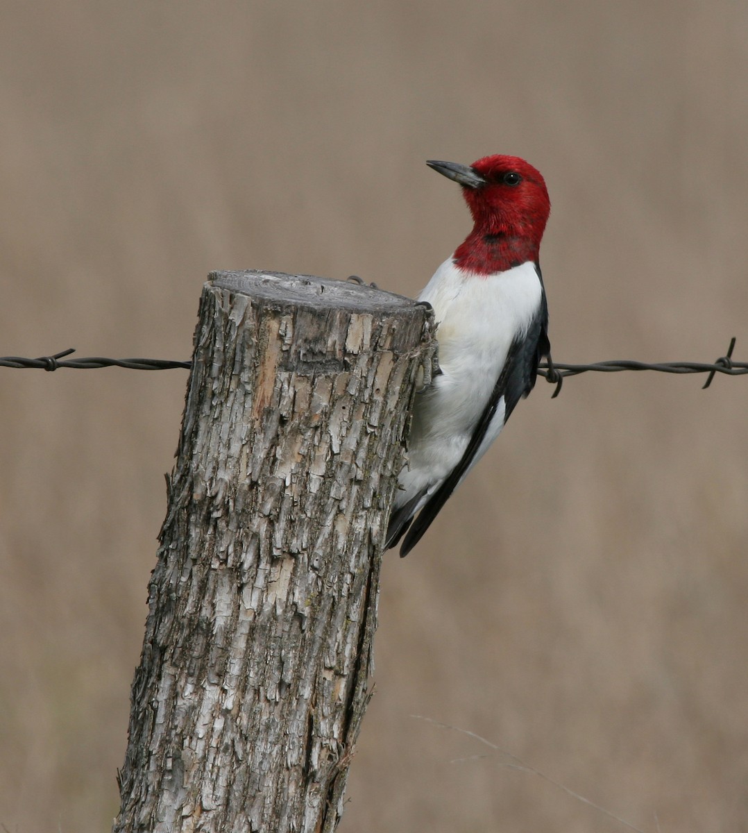 Red-headed Woodpecker - Lyann Comrack