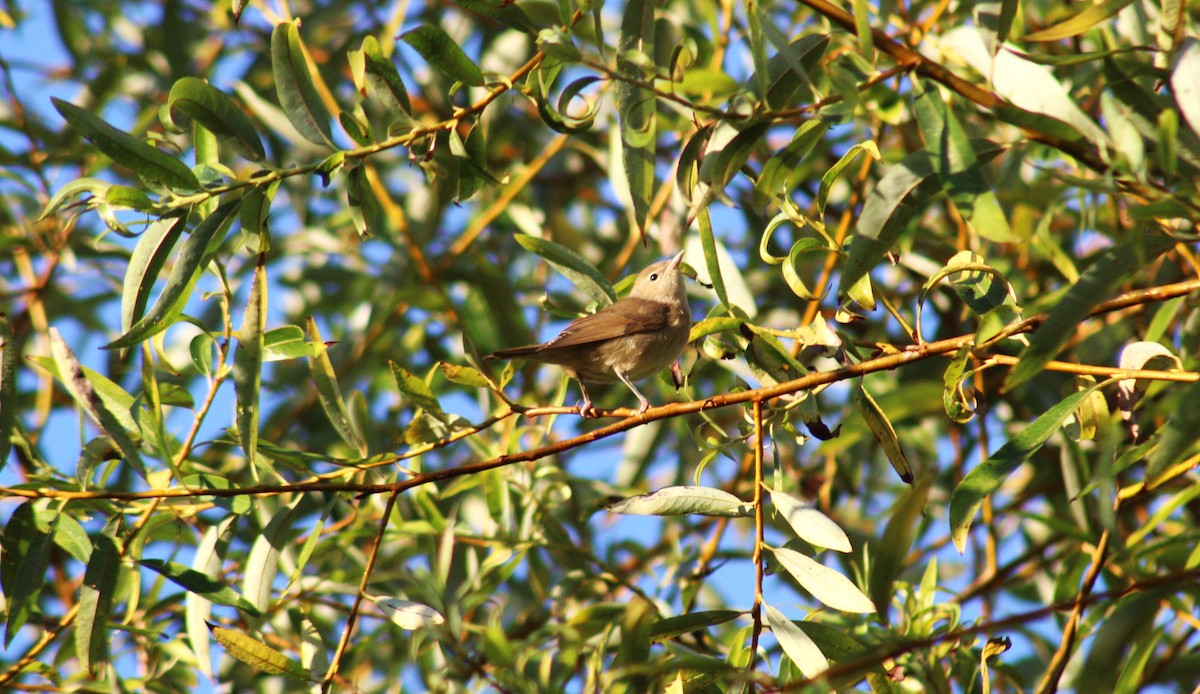 Garden Warbler - ML608321297
