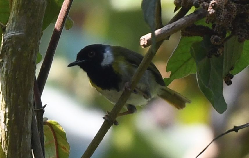 Black-faced Apalis - Frank Hawkins