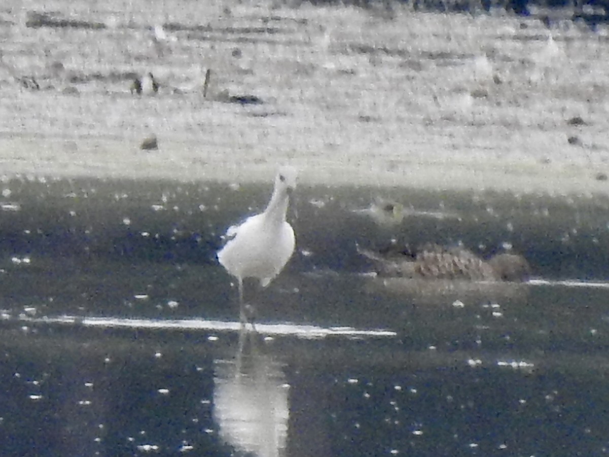 American Avocet - ML608321522