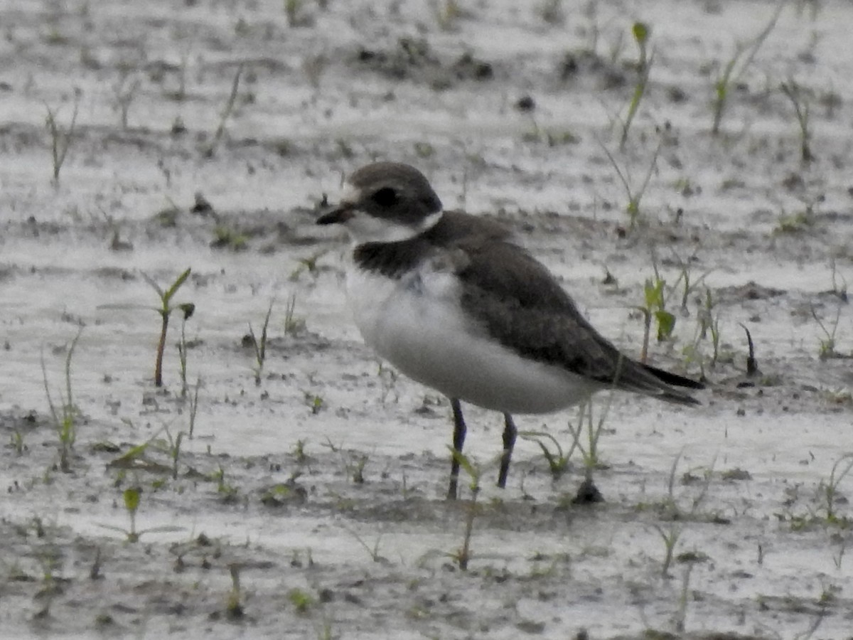 Semipalmated Plover - Nan Dewire