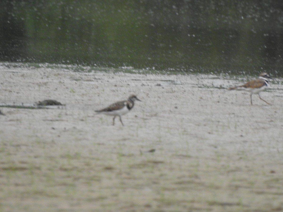 Ruddy Turnstone - ML608321539