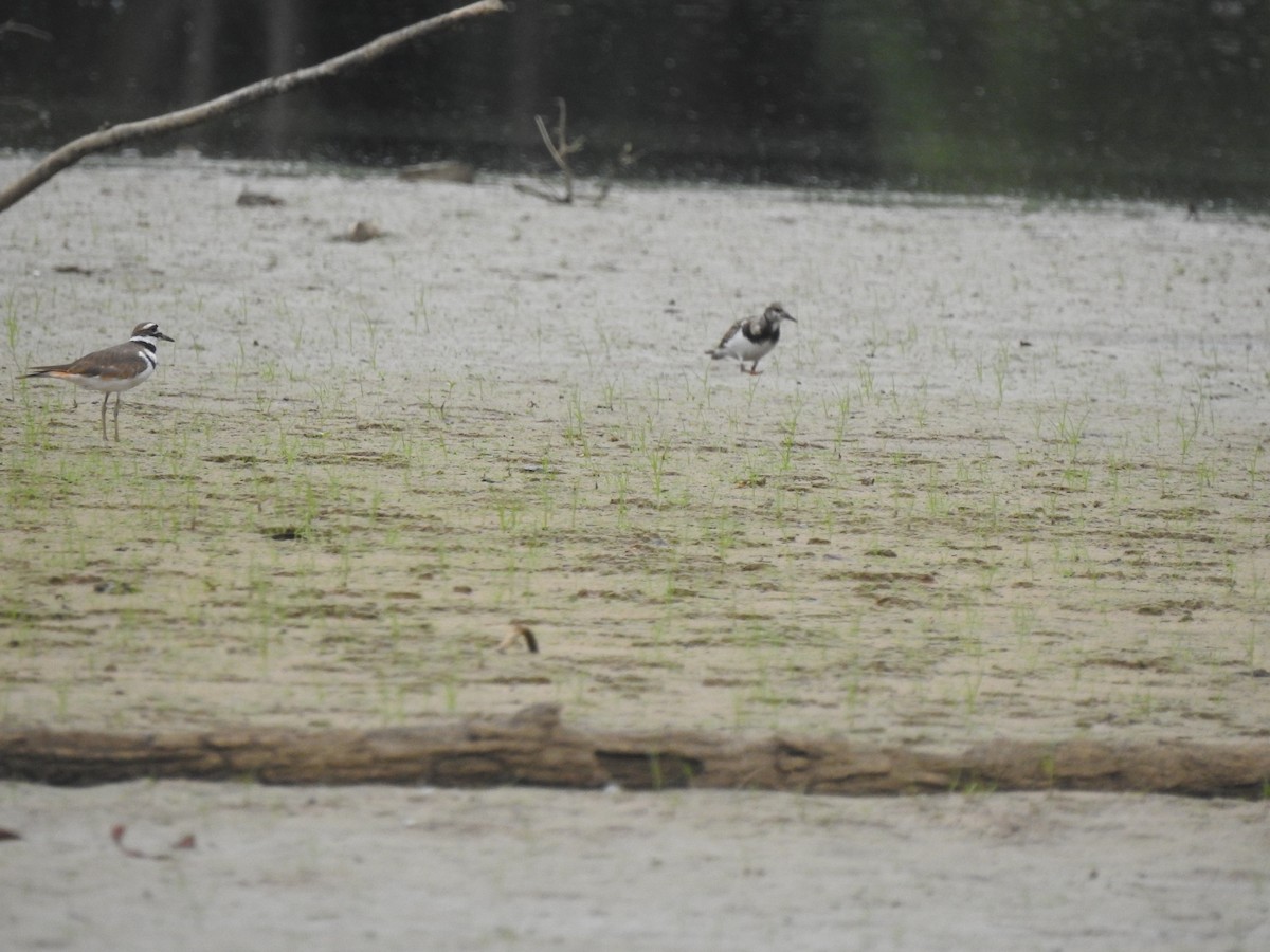 Ruddy Turnstone - ML608321540