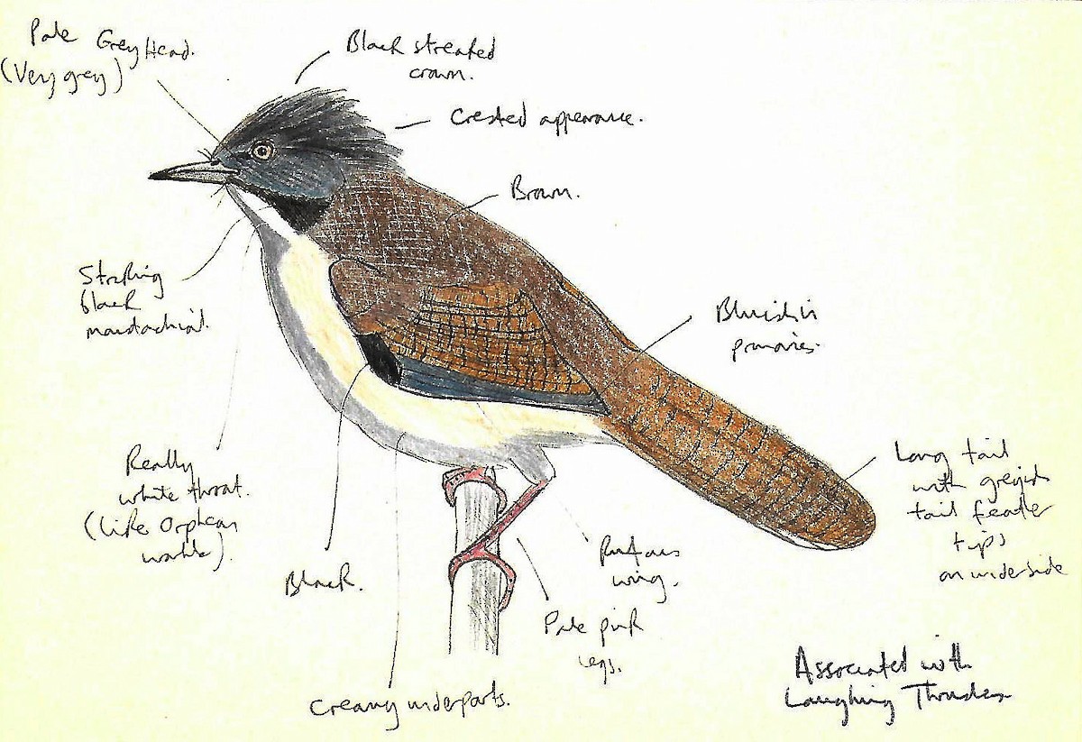 Hoary-throated Barwing - Andrew Collins