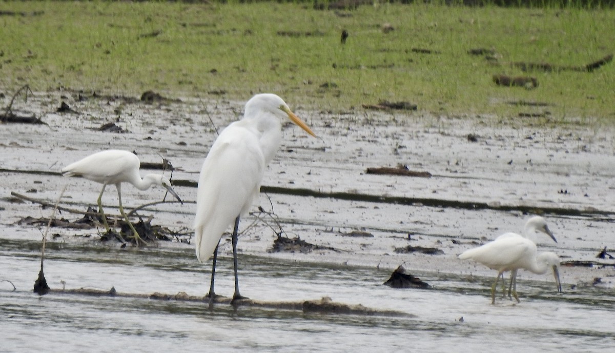 Great Egret - ML608321560