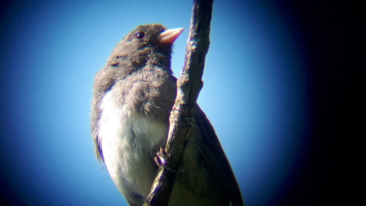 Junco ardoisé - ML608321735