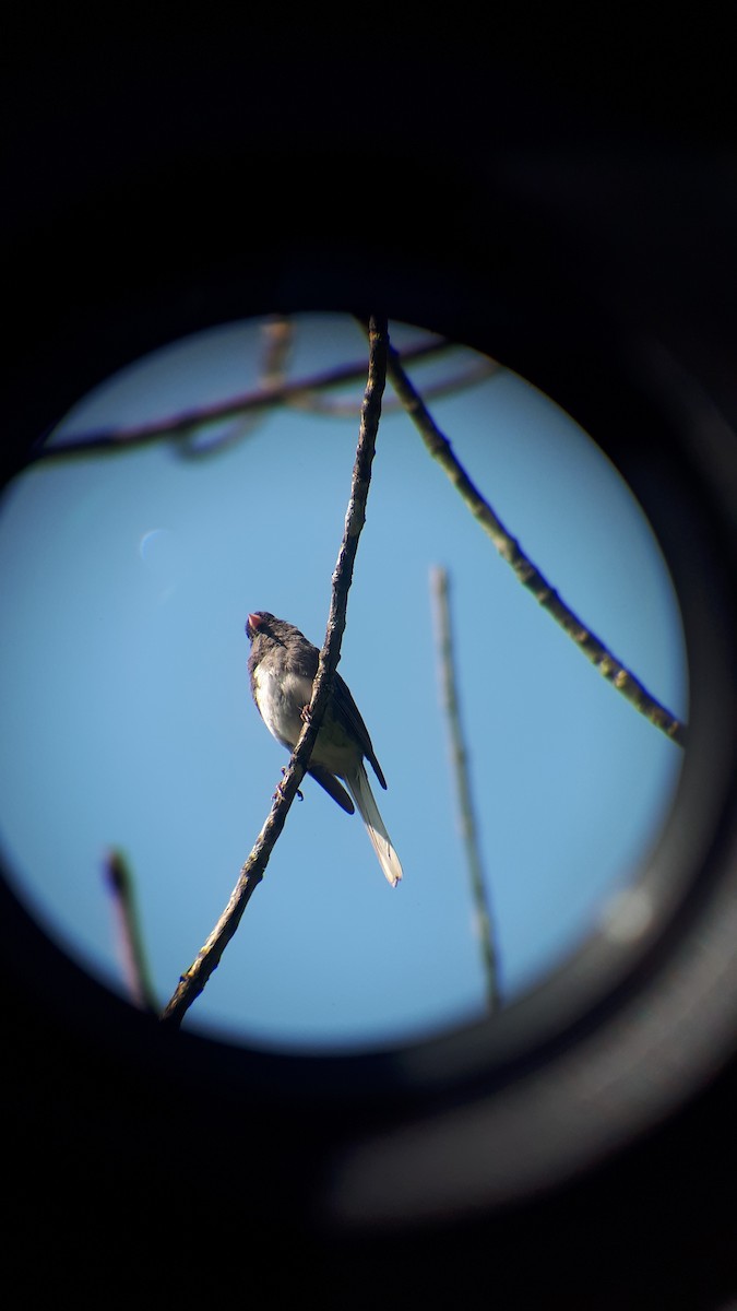 Junco ardoisé - ML608321736