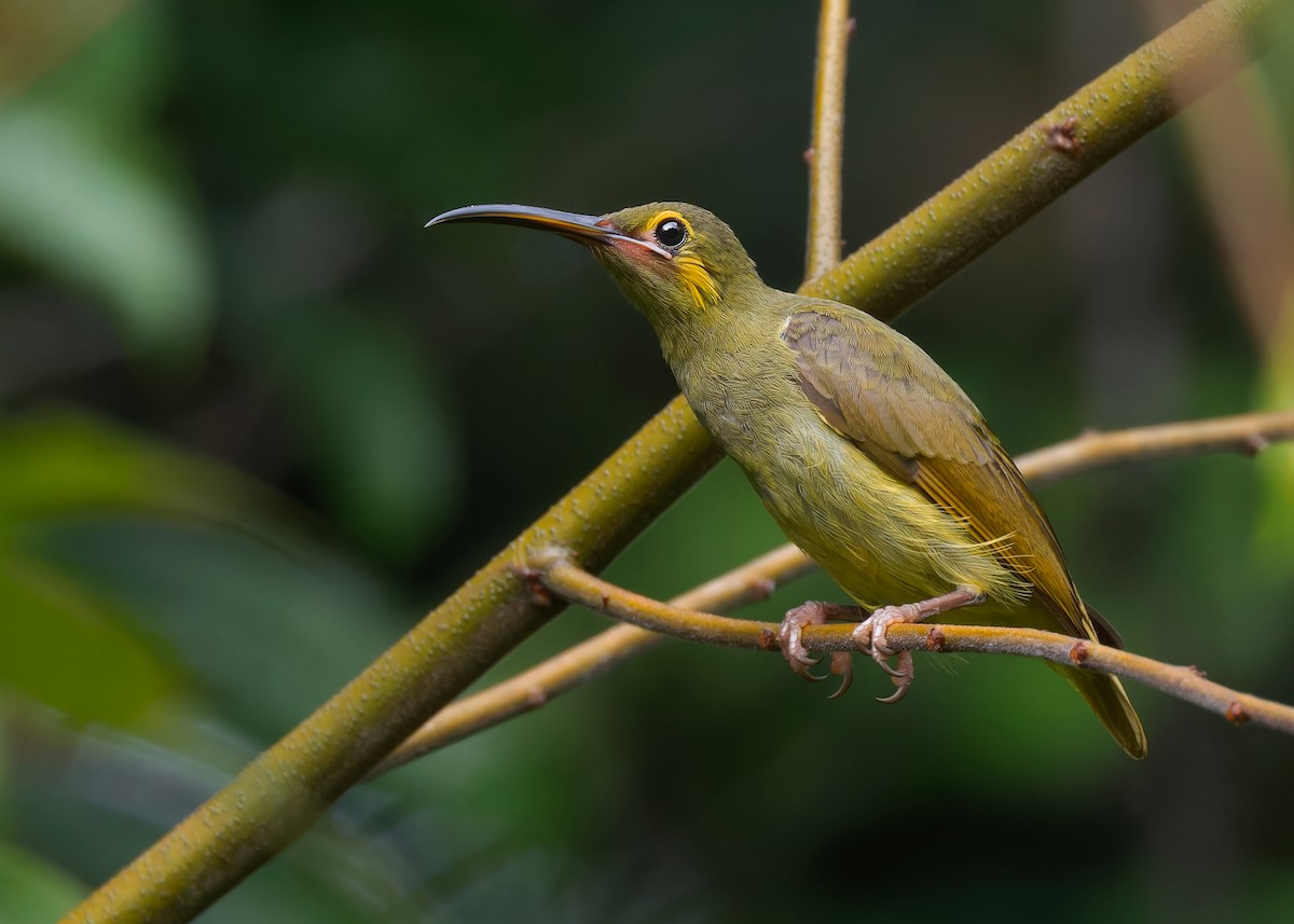 Yellow-eared Spiderhunter - Ayuwat Jearwattanakanok