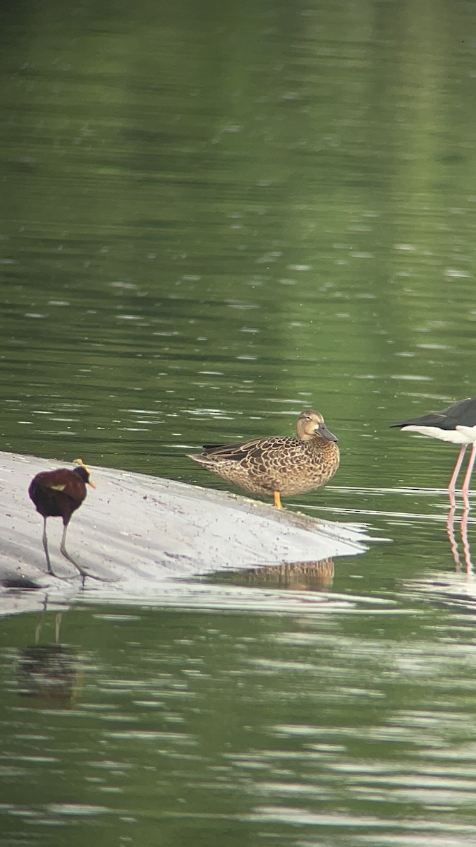 Blue-winged Teal - ML608321891