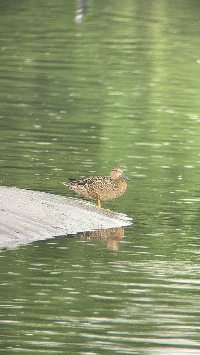 Blue-winged Teal - ML608321892