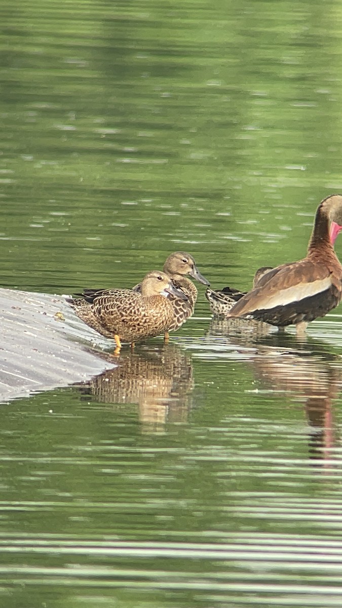 Blue-winged Teal - ML608321893