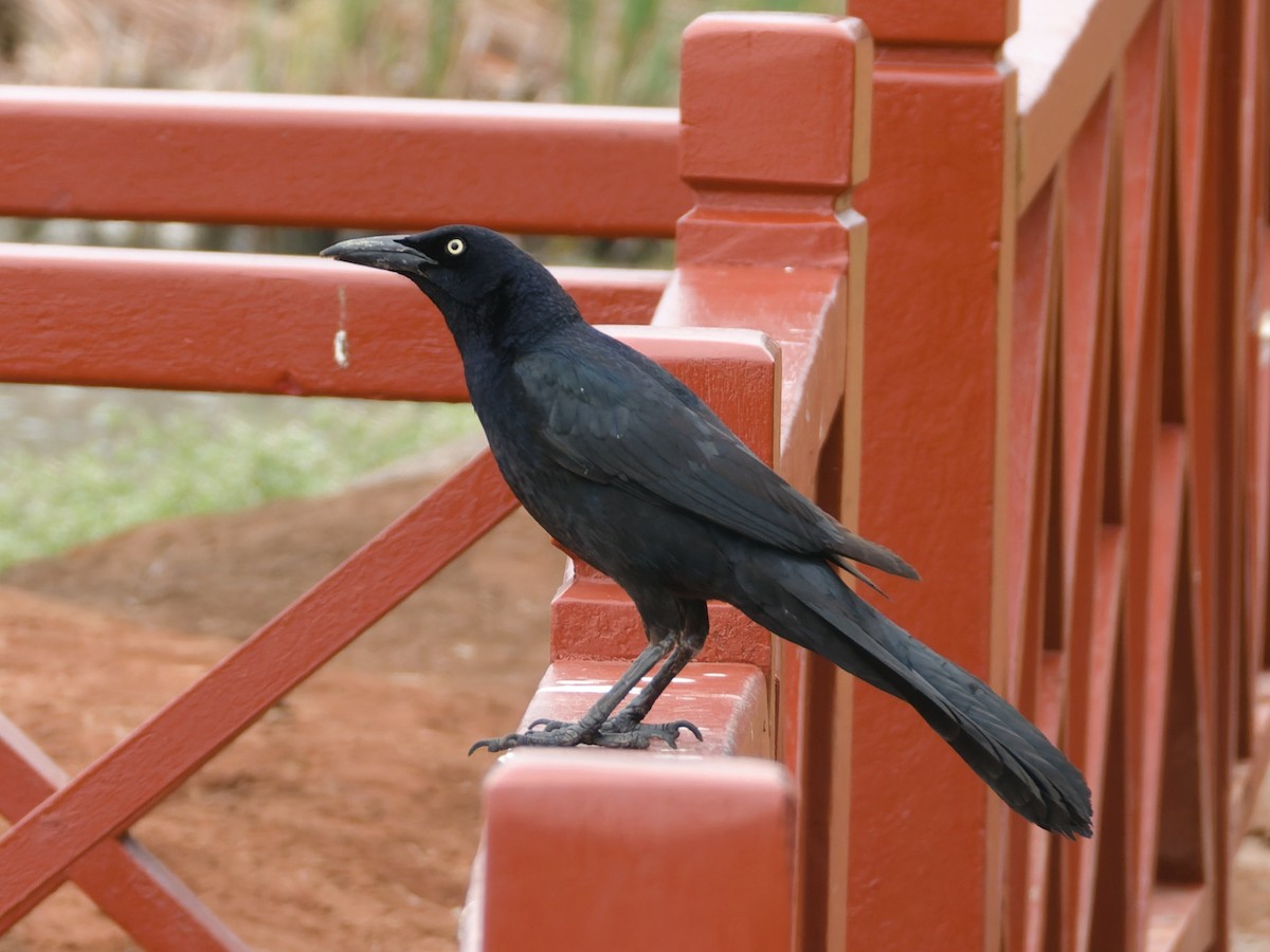 Great-tailed Grackle - ML608322044