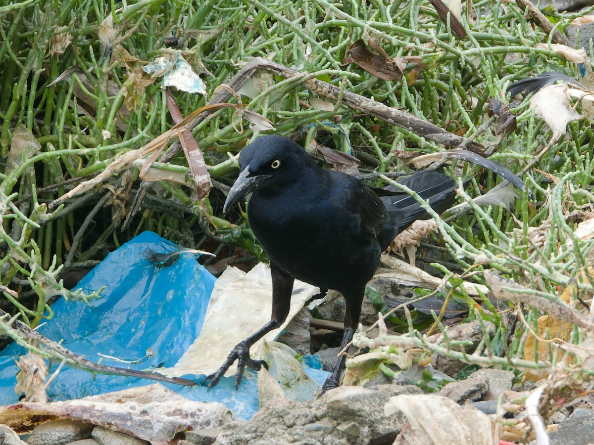 Great-tailed Grackle - ML608322045