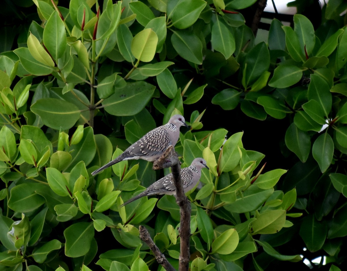 Spotted Dove - ML608322088