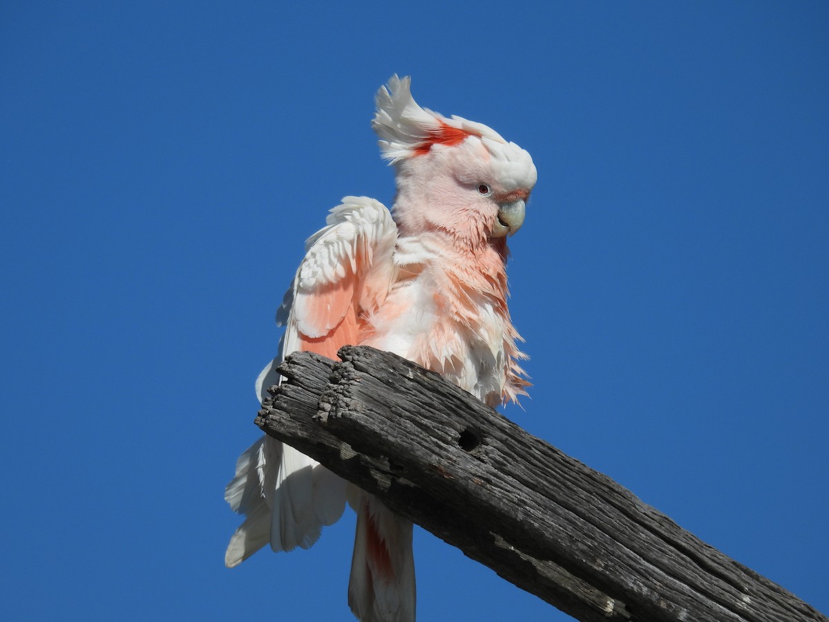 Pink Cockatoo - ML608322135