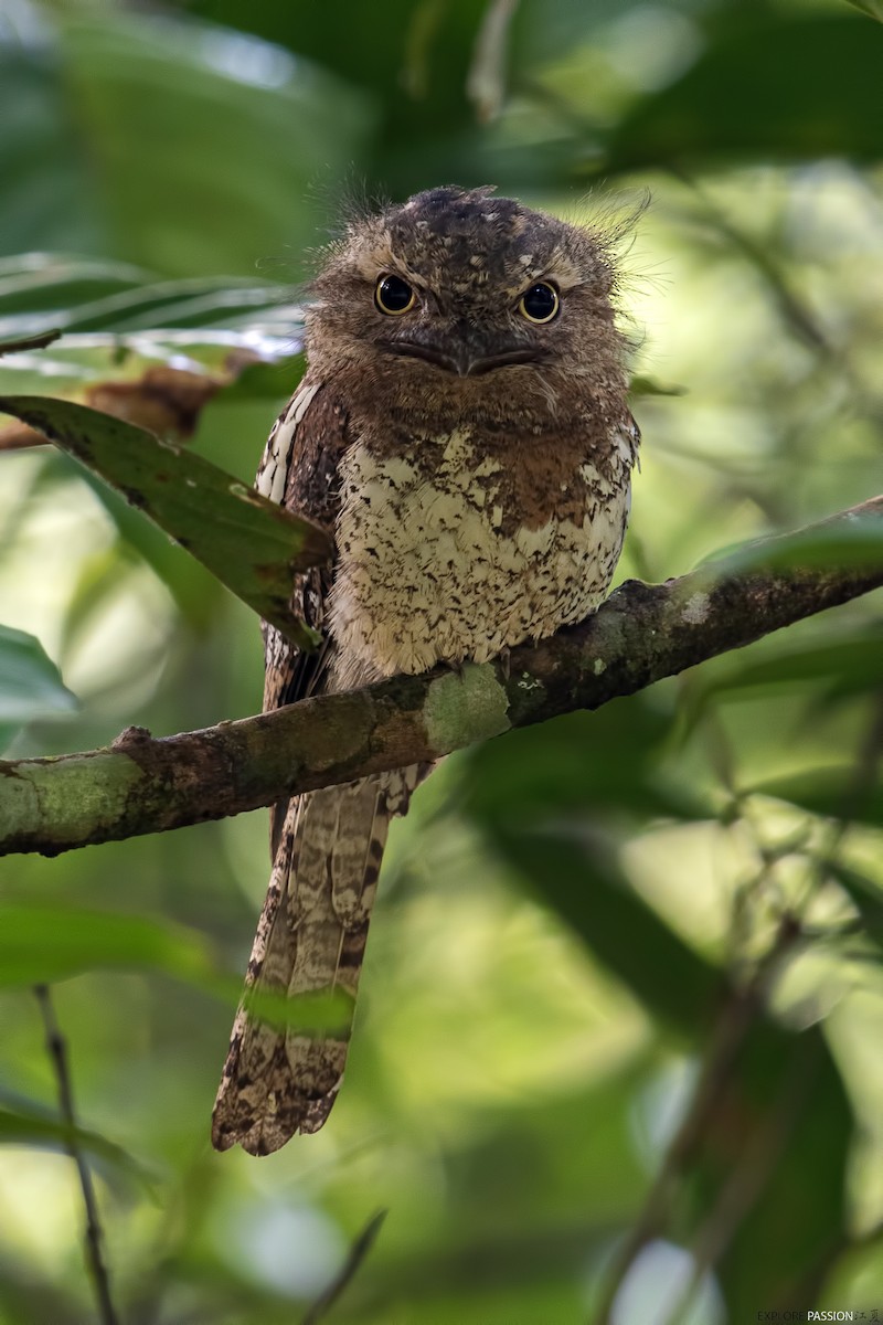 Blyth's Frogmouth (Blyth's) - ML608322203