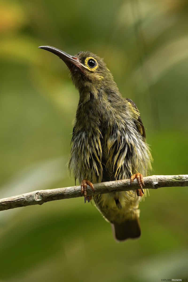 Spectacled Spiderhunter - Wai Loon Wong