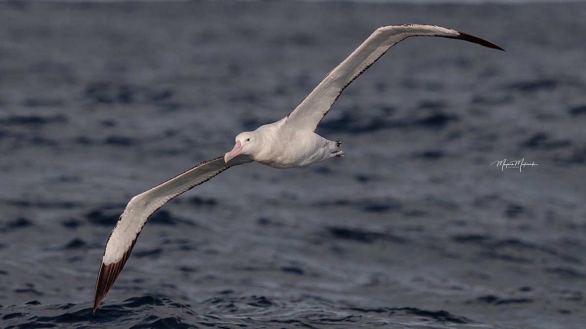 Albatros hurleur, A. de Tristan da Cunha ou A. des Antipodes - ML608322296