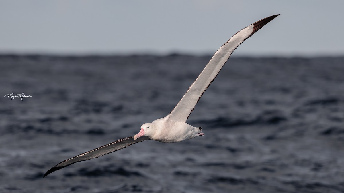 albatros stěhovavý/tristanský/jižní - ML608322297