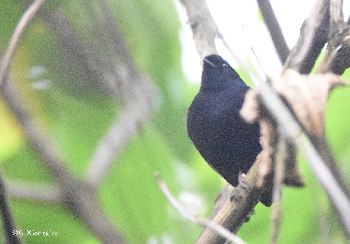 Manakin des yungas - ML608322391