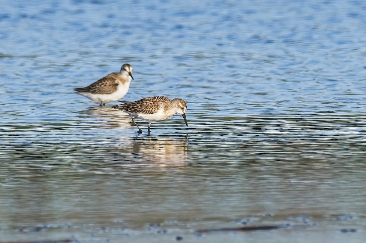 Western Sandpiper - ML608322522