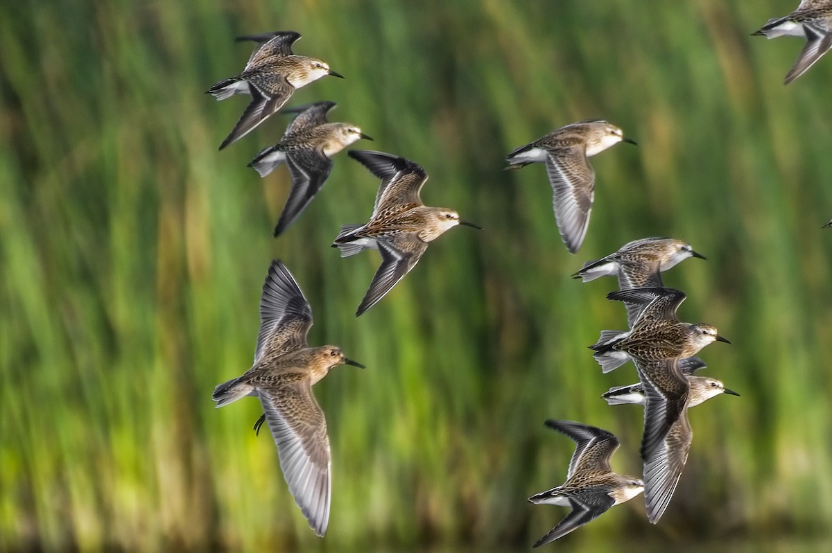 Western Sandpiper - ML608322523