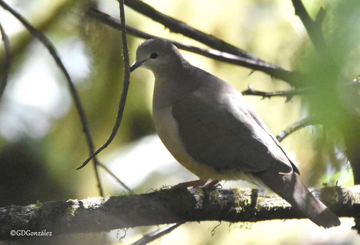 Large-tailed Dove - ML608322545