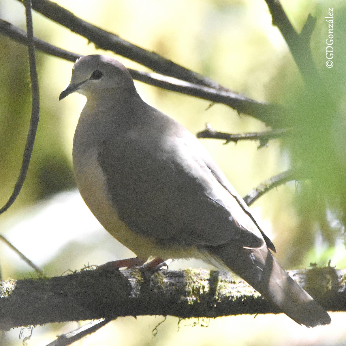 Large-tailed Dove - ML608322546